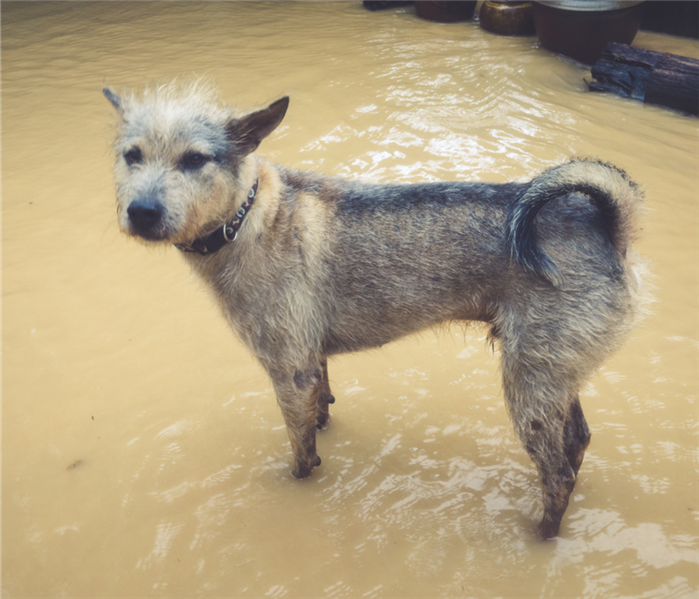 A dog standing in dirty water