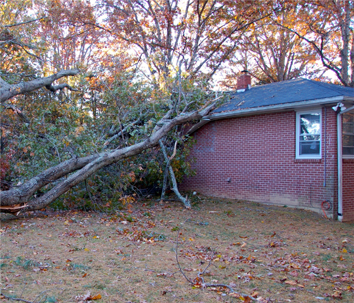tree fallen on house